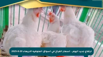 ارتفاع جديد اليوم.. أسعار الفراخ في أسواق المنوفية الأربعاء 20-8-2025